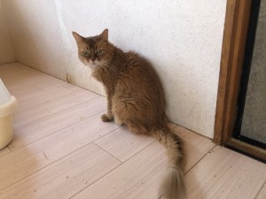 三鷹市　そらちゃん
