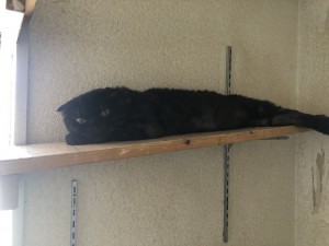 世田谷区　サンペイ