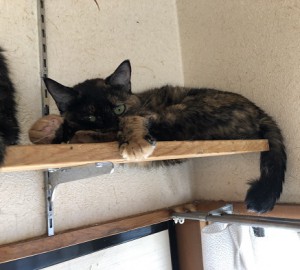 世田谷区　カド