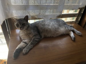久喜市　チロル