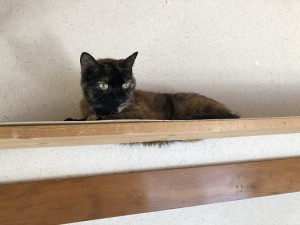 文京区　コミミ