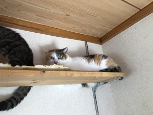 川崎市　マネ