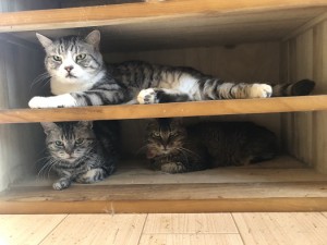 坂東市　ナナ　
