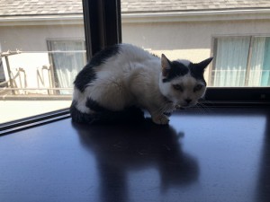 江戸川区　さくら