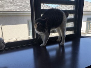 杉並区　ミーコ