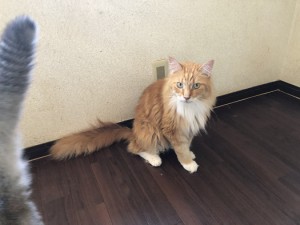 杉並区　サンキチ