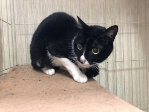 南相馬市　モンちゃん