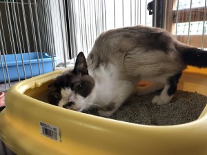 品川区ちーちゃん
