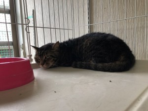 品川区　ふうちゃん