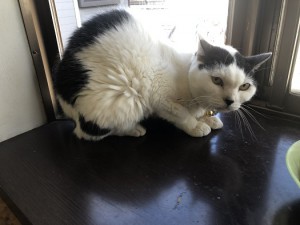 江戸川区さくら1009