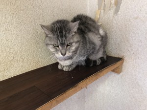 練馬区チビ1009