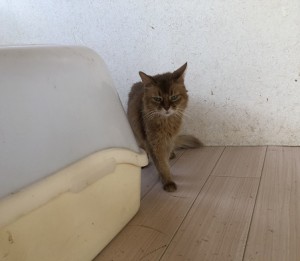 三鷹市そら1009
