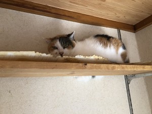 稲城市マネ1009
