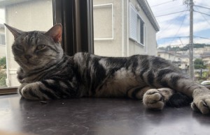 新座市さくら1008