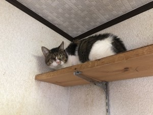 杉並区ミーコ1008