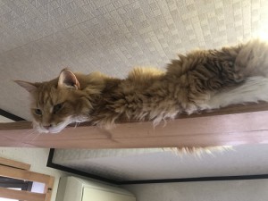練馬区　サンキチ