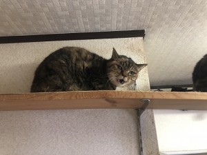 東松山市　たま