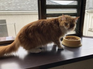 練馬区　サンキチ