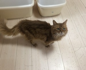 三鷹市　そら