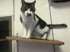 川崎市　シロマル