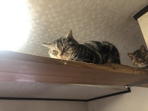 新座市　さくら