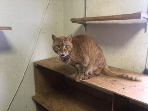世田谷区　チビ