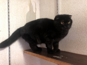 世田谷区　サンペイ