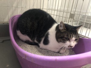 大阪市　エリ
