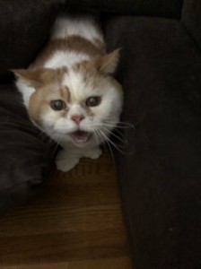 草加市　テク
