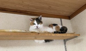川崎市　マネ