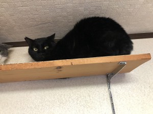 市川市　ぴったんこ