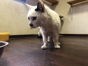 横浜市　ホック
