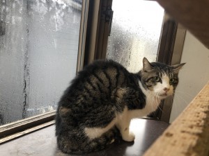 中野区　ちー