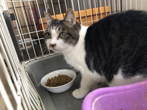 大阪市　エリ
