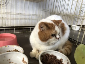 草加市　テク