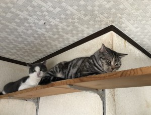 中野区　グレ