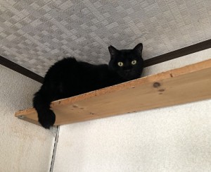 市川市　ぴったんこ