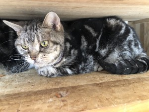 国分寺市　イケ