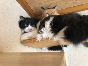 世田谷区　アゴ