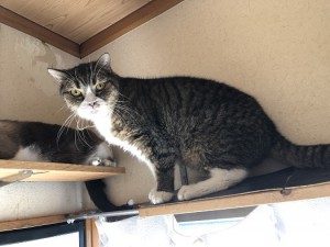 大津市　小次郎