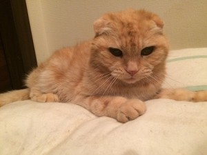 横浜市　レオ
