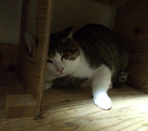 目黒区　サンちゃん