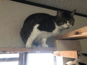 杉並区　ミーコ