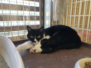 南相馬市　モン
