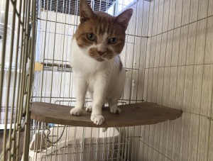 横浜市　あっちゃん