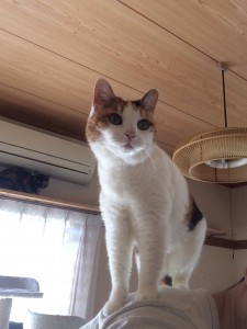 さいたま市　みー