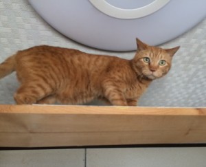 世田谷区　クロ