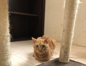 横浜市　ムギ