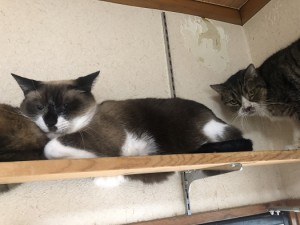 入間郡　チョン