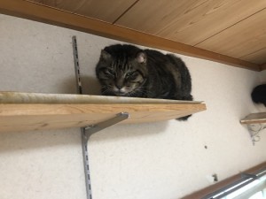 松戸市　アンリ